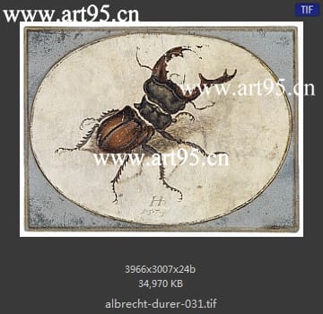 albrecht durer