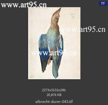 albrecht durer