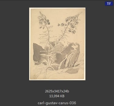 Carl Gustav Carus