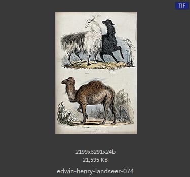 Edwin Henry Landseer