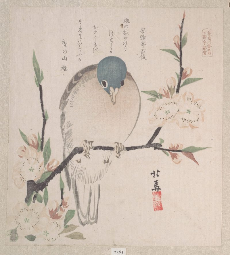 蹄斋北马 #6