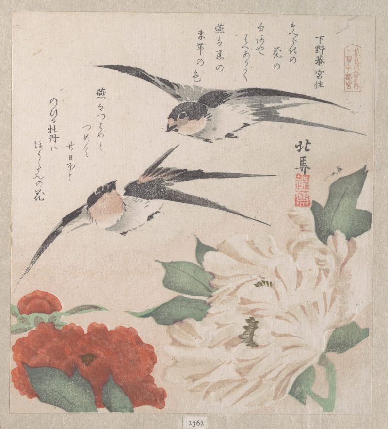 蹄斋北马 #11