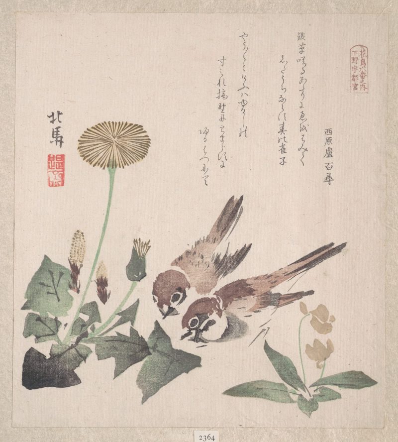 蹄斋北马 #13