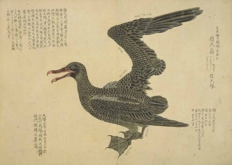 梅园禽谱 #12
