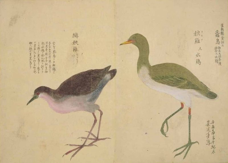 梅园禽谱 #29