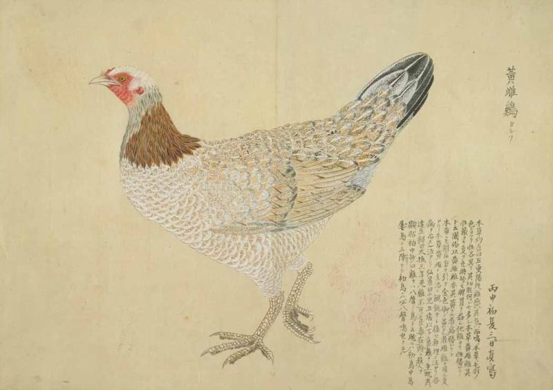 梅园禽谱 #50