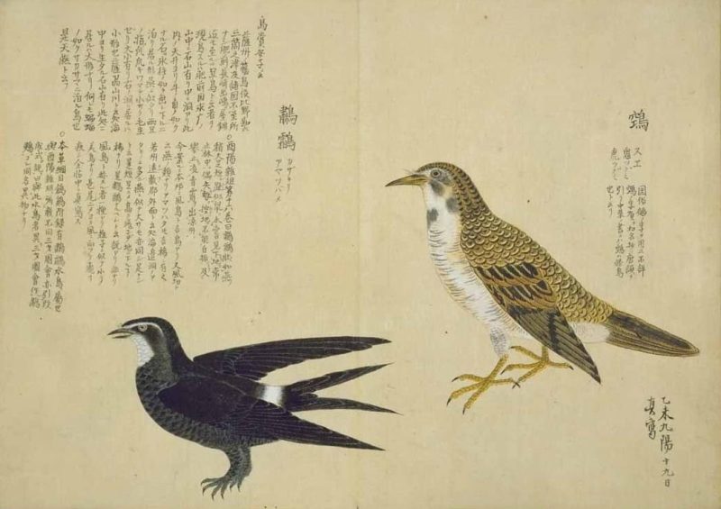梅园禽谱 #60