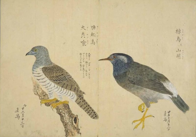 梅园禽谱 #88