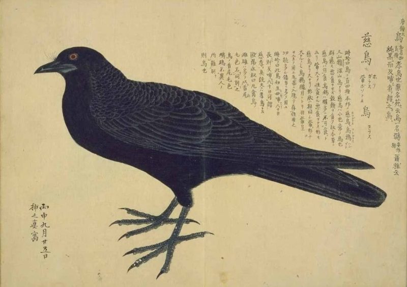 梅园禽谱 #101