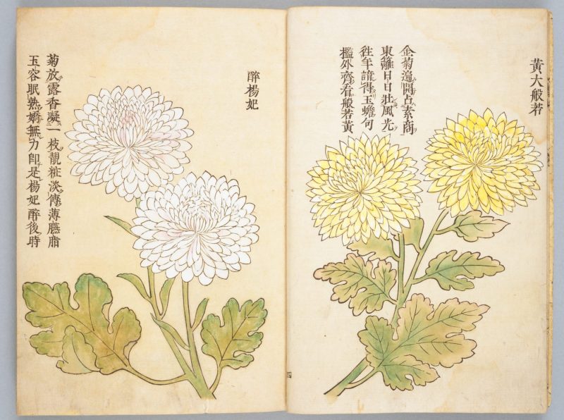 画菊 #05