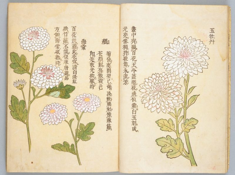 画菊 #09