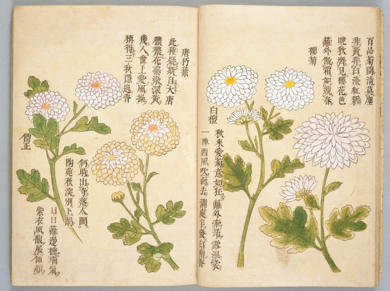 画菊 #11