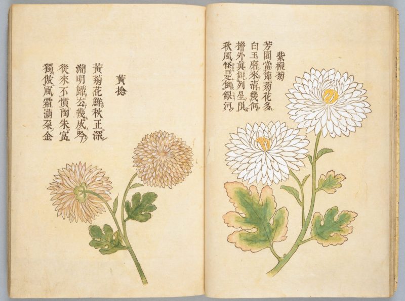 画菊 #13