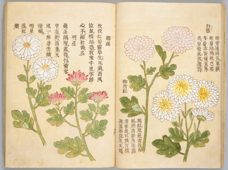 画菊 #15