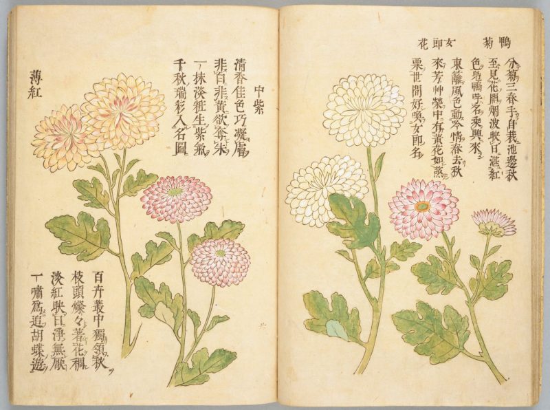 画菊 #16