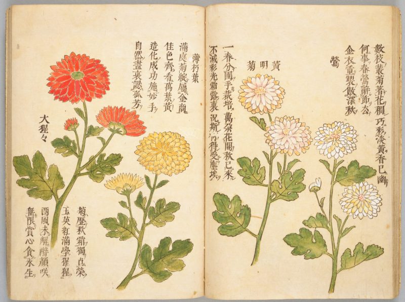 画菊 #20