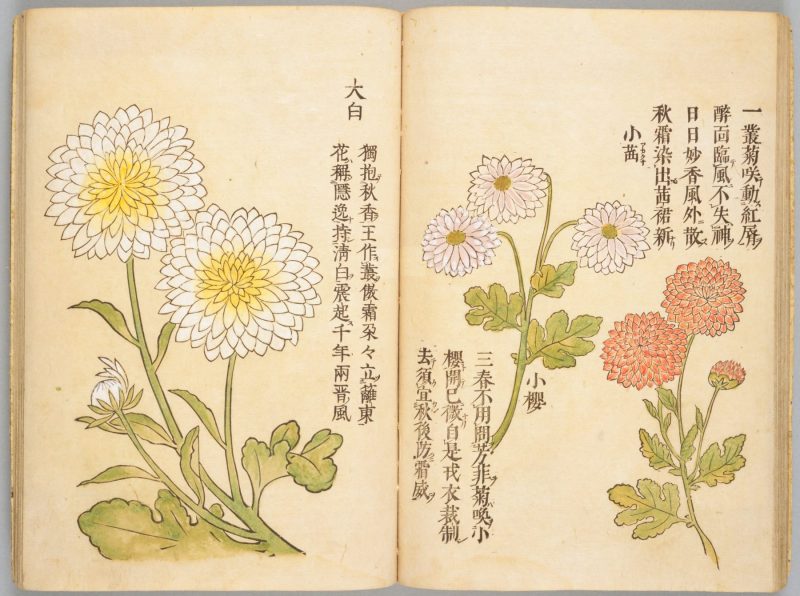 画菊 #22