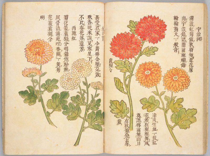 画菊 #24