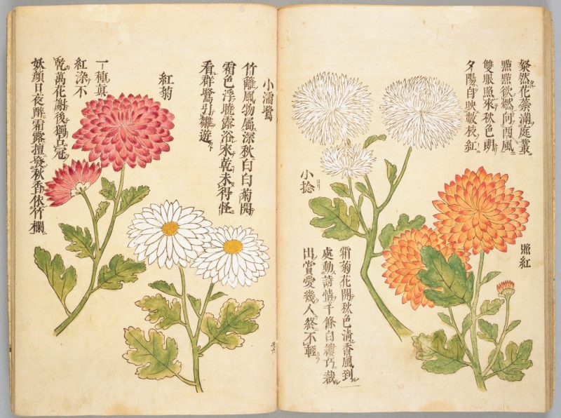 画菊 #26