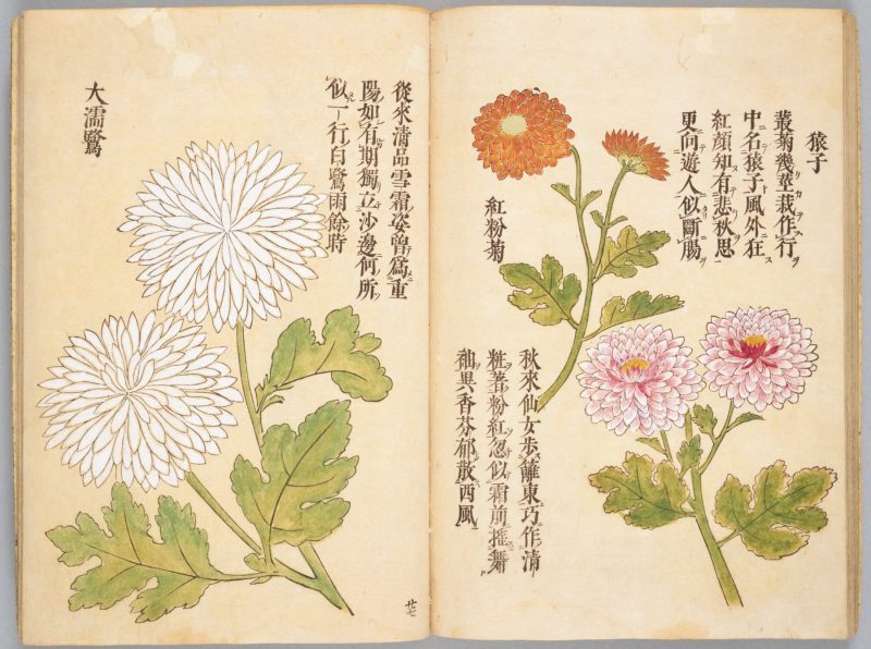 画菊 #27