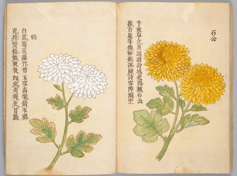 画菊 #28