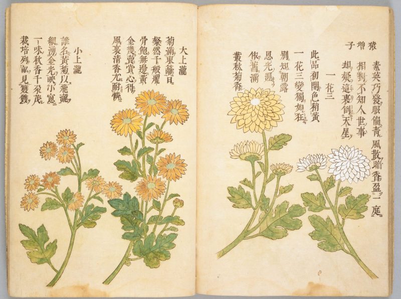 画菊 #29