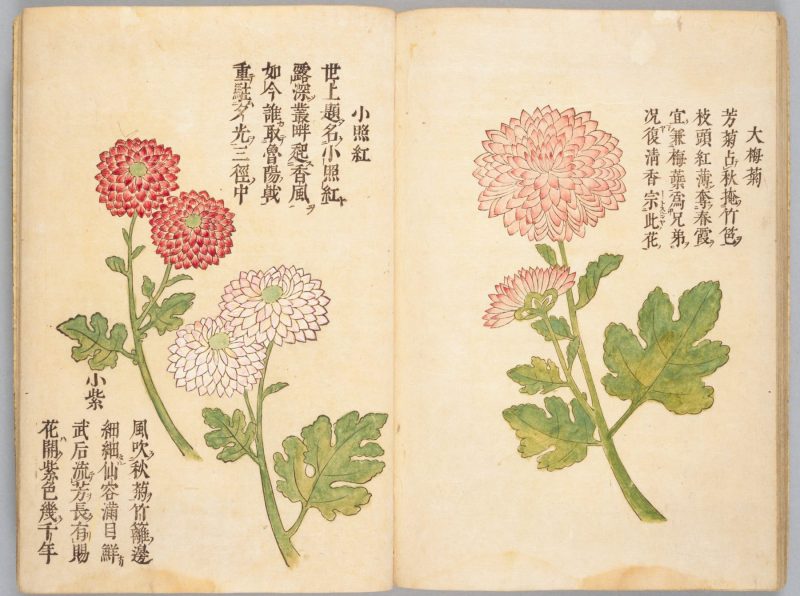 画菊 #30