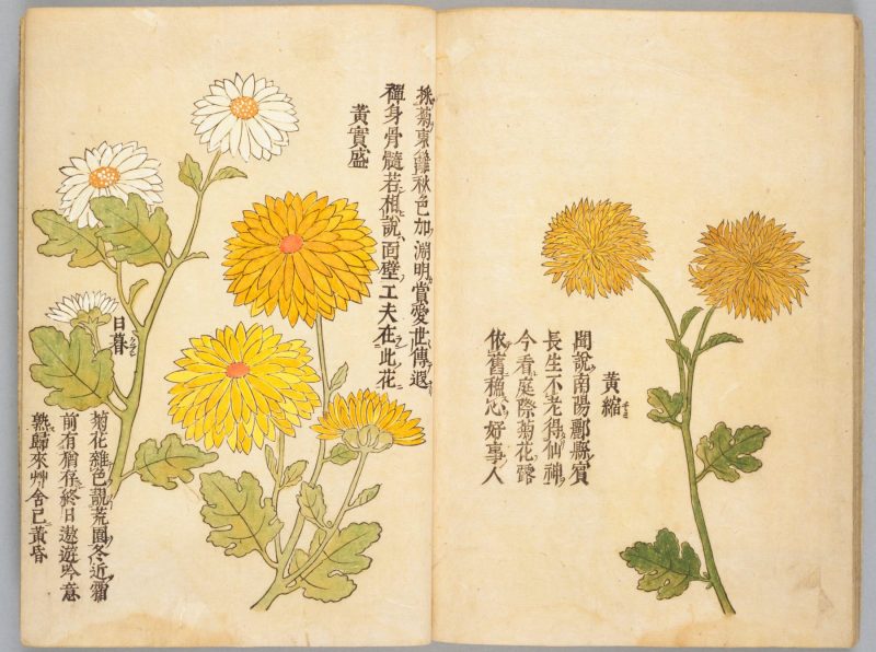 画菊 #32