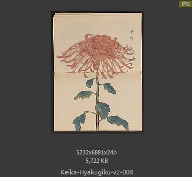 长谷川契花