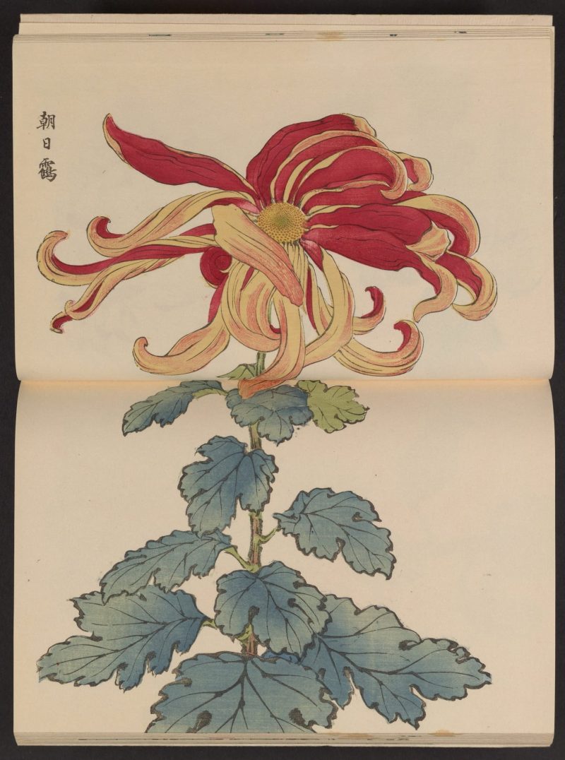 长谷川契花 #09