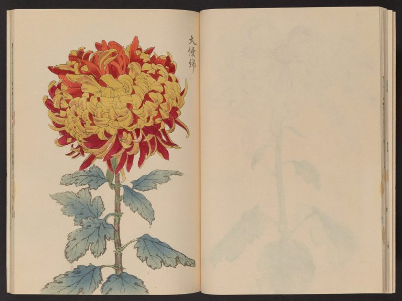 长谷川契花 #16