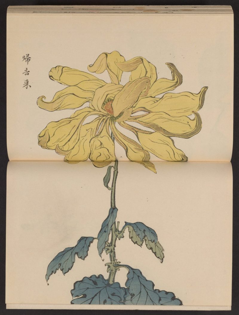 长谷川契花 #27