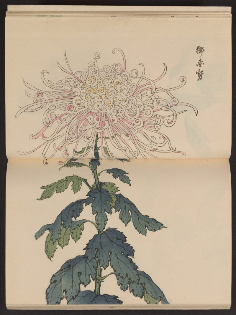 长谷川契花 #11