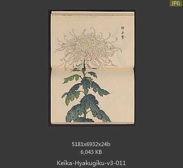 长谷川契花