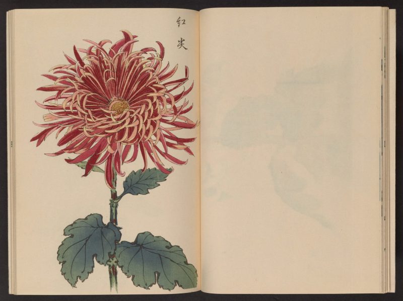 长谷川契花 #14
