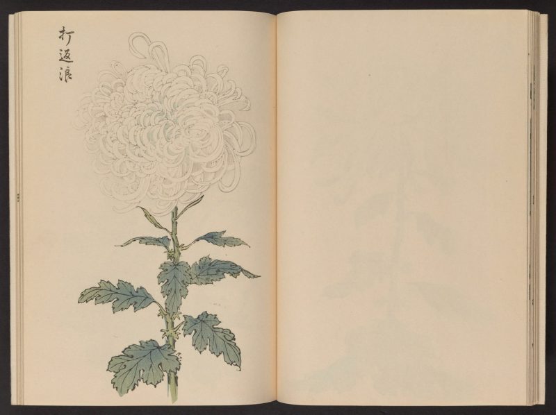 长谷川契花 #16