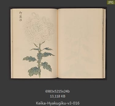 长谷川契花