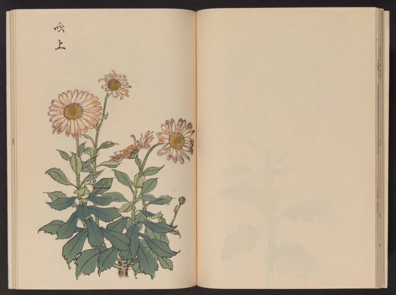 长谷川契花 #17