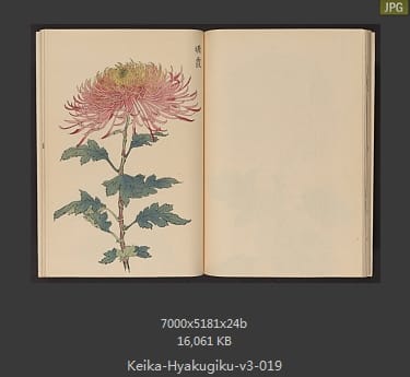 长谷川契花
