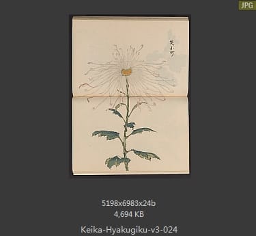 长谷川契花