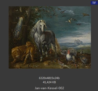 扬·梵·凯塞尔（Jan van Kessel）