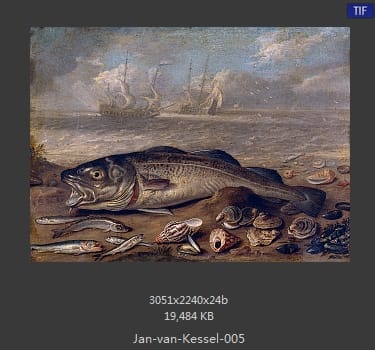 扬·梵·凯塞尔（Jan van Kessel）