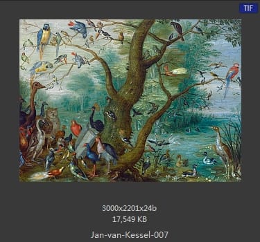 扬·梵·凯塞尔（Jan van Kessel）