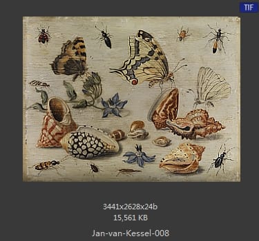 扬·梵·凯塞尔（Jan van Kessel）