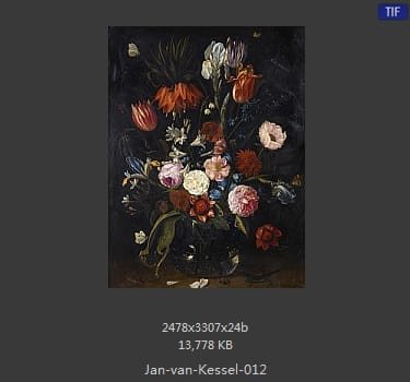 扬·梵·凯塞尔（Jan van Kessel）