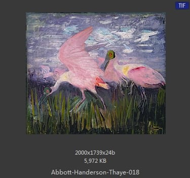 雅培·翰德逊·泰勒（Abbott Handerson Thayer）