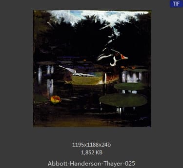 雅培·翰德逊·泰勒（Abbott Handerson Thayer）