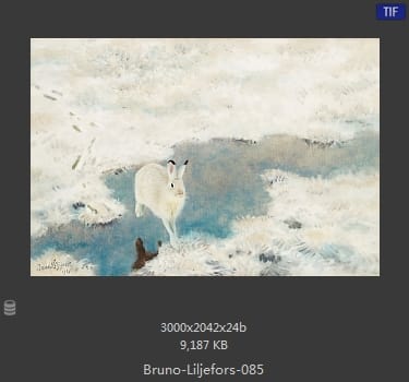 布鲁诺·利耶夫什（Bruno Andreas Liljefors）