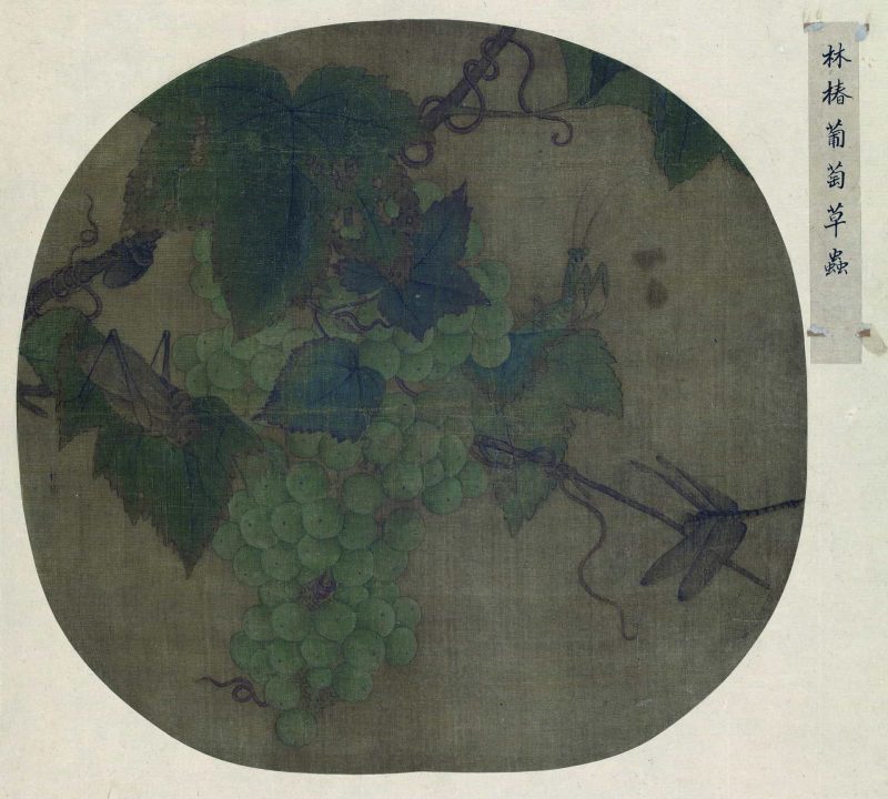 葡萄草虫图