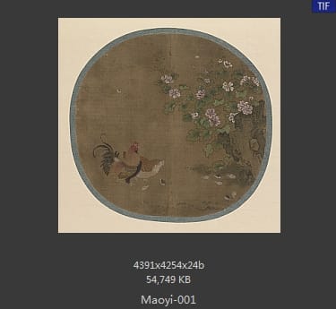 毛益 鸡图